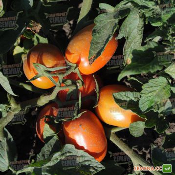 Фуззер F1 семена томата дет. (Seminis)