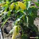 Флексум F1 семена перца сладкого (Seminis)