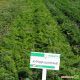 Морква Курода Шантане 