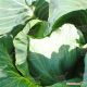 Зенон F1 семена капусты б/к поздней 125-130 дн. 3-4 кг окр. (Syngenta)