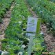 Блоктор F1 семена капусты б/к поздней 130-135 дн. 2,5-3 кг окр. (Syngenta)