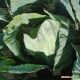 Блоктор F1 семена капусты б/к поздней 130-135 дн. 2,5-3 кг окр. (Syngenta)