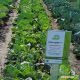 Грегориан F1 семена капусты б/к среднеранней(Syngenta) 