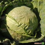 Грегориан F1 семена капусты б/к среднеранней 65-70 дн. 2-2,5 кг окр. (Syngenta)