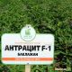 Баклажан Антрацит F1