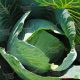 Супермаркет F1 насіння капусти б/к пізньої (Lucky Seed )