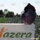 Родон F1 семена капусты к/к поздней 130 дн. 2-3 кг овал. (Hazera) НЕТ ТОВАРА