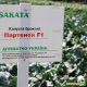 Партенон F1 семена капусты брокколи (Sakata)