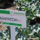 Броколі Маратон F1 