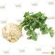 Насіння селери Аполло кореневої (Wing Seed)
