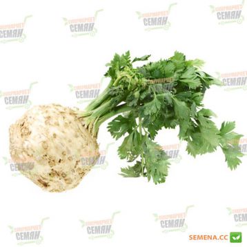 Аполло семена сельдерея корневого (Wing Seed)