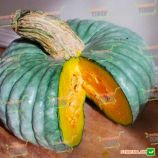 Марина ді Кьожжа насіння гарбуза мускатного (Hortus)
