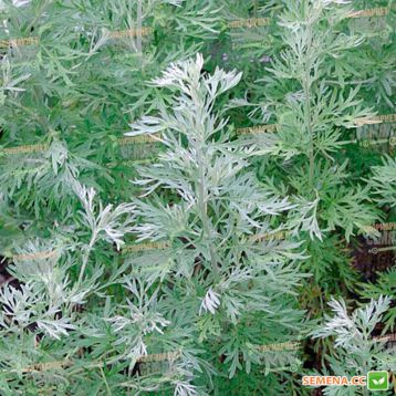 Полынь лекарственная семена (Satimex (Германия)