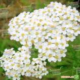 Тысячелистник обыкновенный семена (Satimex (Германия)