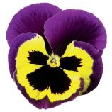 Дельта F1 жовта з пурпуровим крилом (yellow purple wing) насіння віоли (Syngenta)