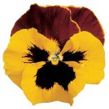 Дельта F1 желтая с красным крылом семена виолы (Syngenta)