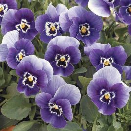 Пенни F1 дип марина семена виолы (Syngenta)