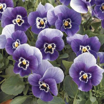 Пенни F1 дип марина семена виолы (Syngenta)