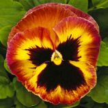 Маммут F1 сангрія насіння віоли (Syngenta)