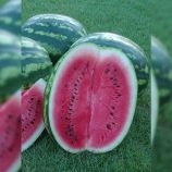 Кримсон Світ насіння кавуна (Hollar Seeds)