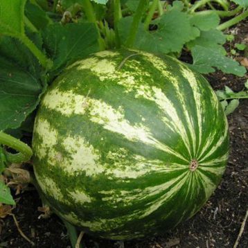 АУ Продюсер семена арбуза (Rem seeds)