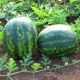 Бонд F1 семена арбуза тип Кримсон Свит раннего 8 кг (Cora Seeds)