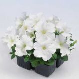 Петунія Мамбо біла (вайт)