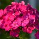 Флокс Этни темно-розовый (Dark Pink)