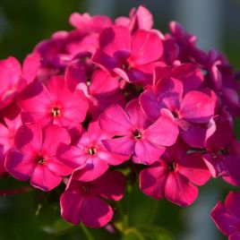 Флокс Этни темно-розовый (Dark Pink)