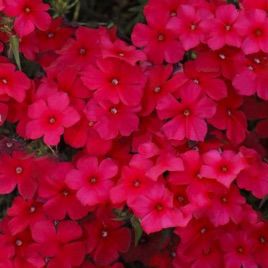 Флокс Этни красный (red)
