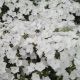 Флокс Этни белый (White)
