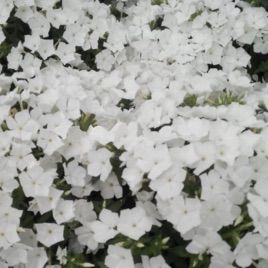 Флокс Этни белый (White)