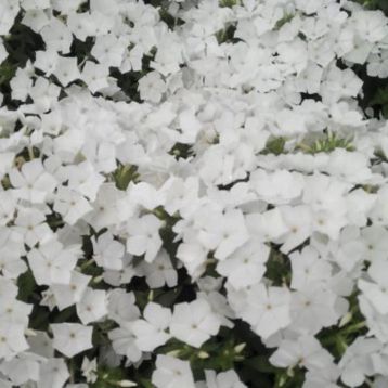 Флокс Этни белый (White)
