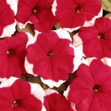 Петунія Дрімс рожевий ранок