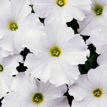 Петунія Дрімс біла (white)
