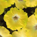 Петуния Изи Вейв F1 желтая (yellow)