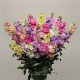 Насіння левкоя Кетс суміш (Pan American)