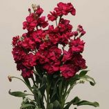 Кетс рубиновая семена левкоя на срез (Pan American)