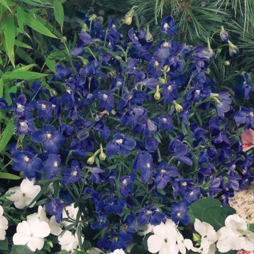 Дельфініум Саммер темно-синій (Dark Blue)