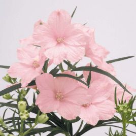 Дельфиниум Саммер светло-розовый (Light Pink)