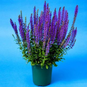 Мерло синяя семена сальвии (Syngenta)