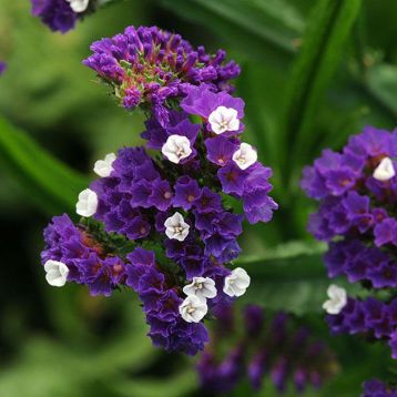 Статица КИС пурпурная(Purple)