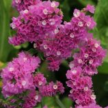 Статиця КІС рожева (Pink)