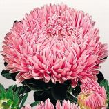 Айстра Матадор лососева-рожева