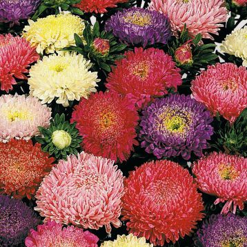 Айстра Матадор суміш (mix)