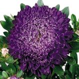 Астра Матадор темно-синяя