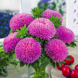 Астра Балун розовая (Pink)