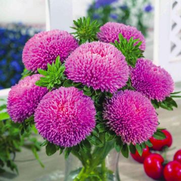 Айстра Балун рожева (Pink)