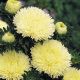 Астра Гала жовта (yellow)