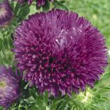 Астра Гала пурпурная (purple)